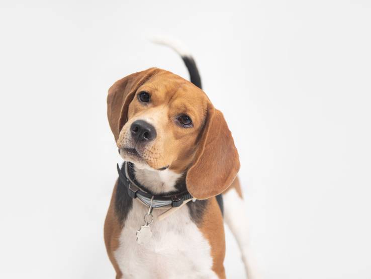 Empresariales de Veterinaria Broupets