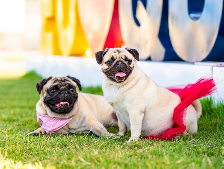 Ensaios de Lunna e Dom