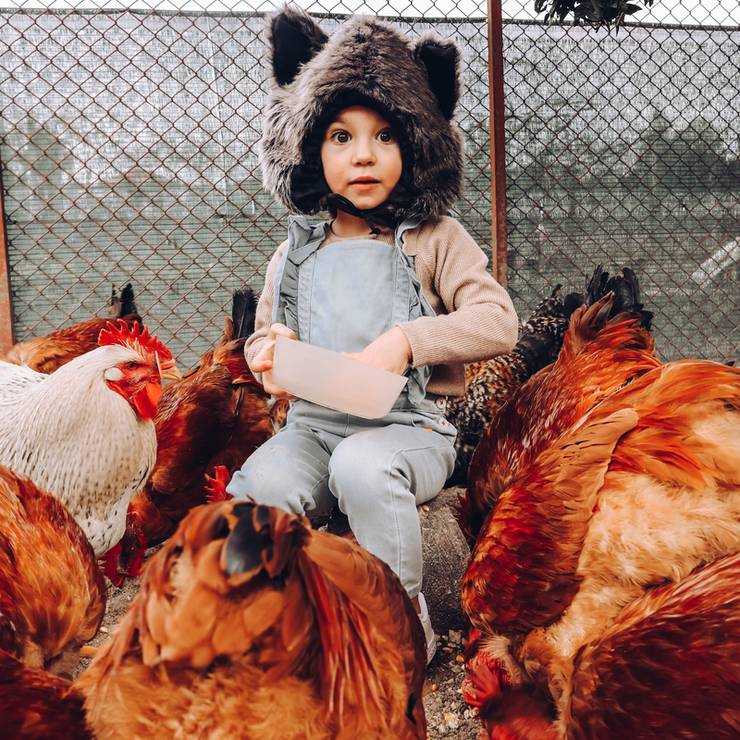 Criativas de Cordeirinho na pele do Lobo