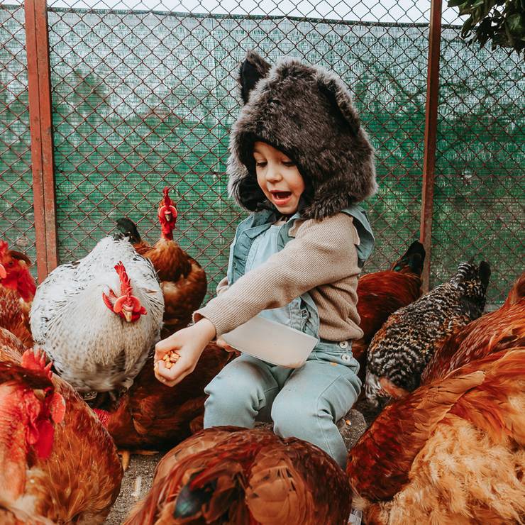 Criativas de Cordeirinho na pele do Lobo
