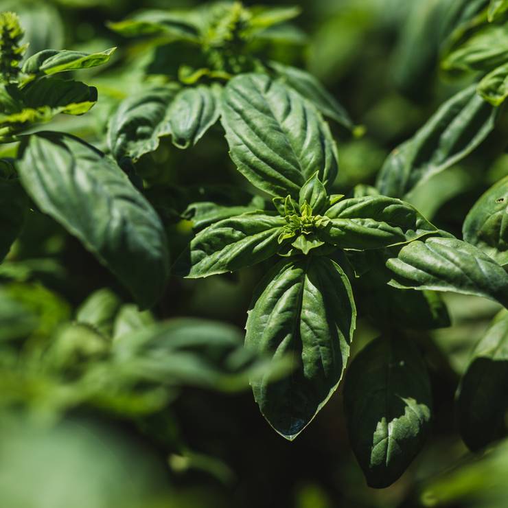 comercial de plantação de manjericão