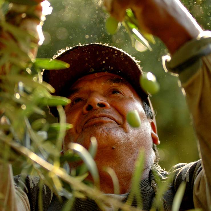 comercial de Colheita de azeitona em Mendoza Argentina