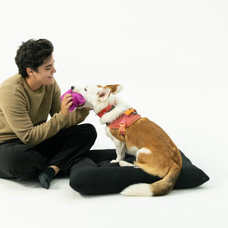 Campanhas de Projeto Laika