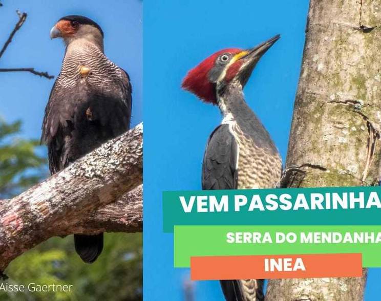 Meio Ambiente de Vem Passarinhar 2022