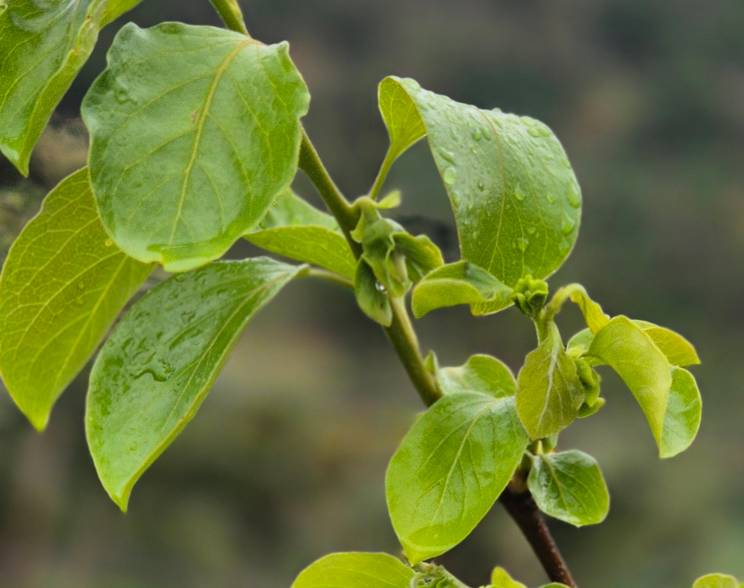 Agricultura Familiar e Agronegócios de Vale de Bonsucesso em Teresópolis RJ