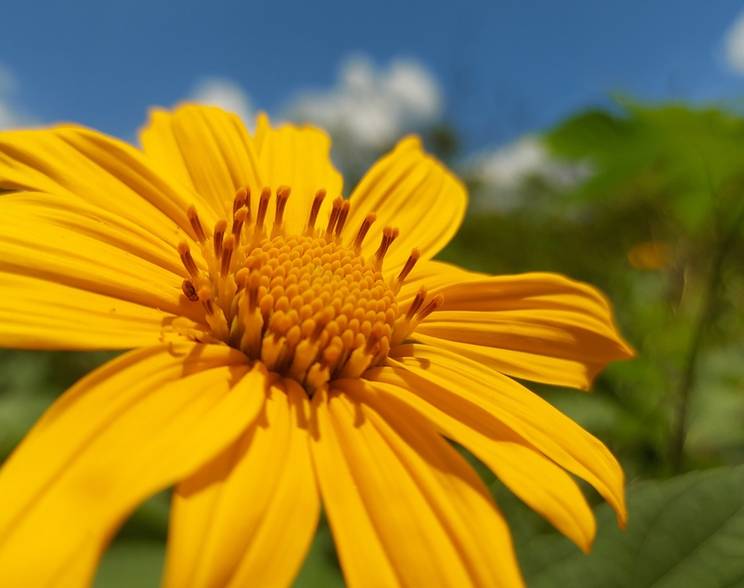 Meio Ambiente de Parque Estadual do Mendanha com Projetos de Melhorias