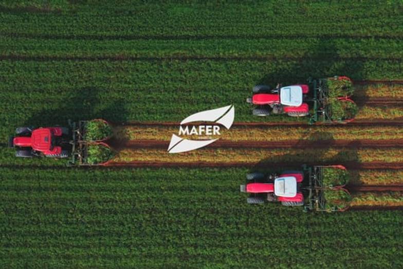Agronegócio de MAFER | Plantio Amendoim