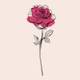 Juliana Algarve (Rosa Cravo Aromas)