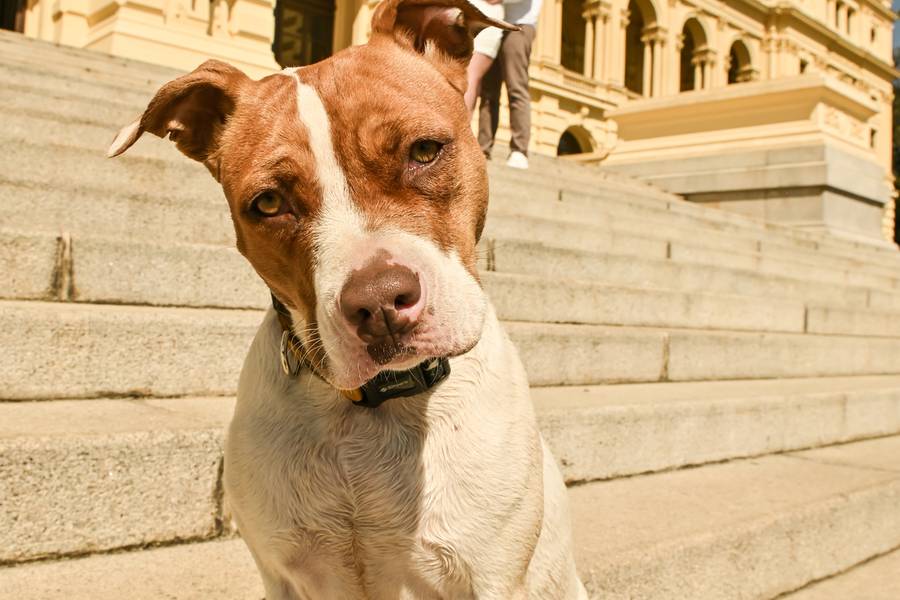 Pre-Wedding  de Museu do Ipiranga 