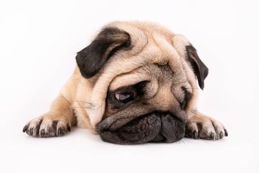 Ensaios para Pets e Tutores de Ensaio do Rolf - Pug