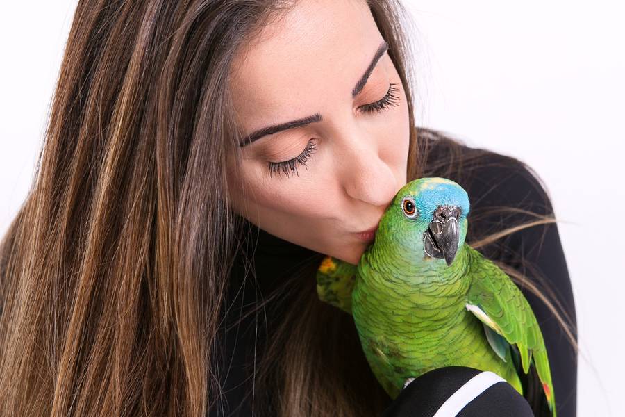 Ensaios para Pets e Tutores de Ensaio Lola - Papagaio