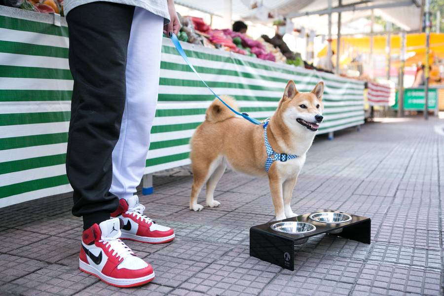 Fotos Comerciais para Marcas Pet de Catálogo - High Five - Street Style