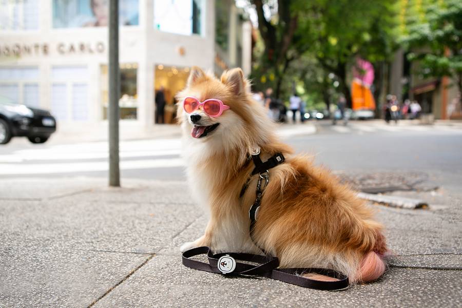 Fotos Comerciais para Marcas Pet de Catálogo - Dog Friends Forever - Guias e Coleiras
