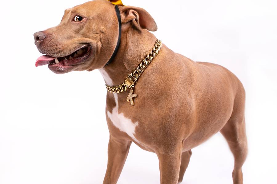 Ensaios para Pets e Tutores de Ensaio Kitana - Pitbull