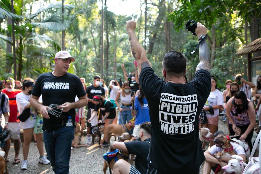 Eventos Pet de Passeata Pitbull - Vidas Animais Importam