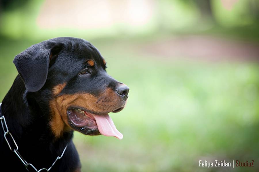 ANIMAIS de ZEUS | ENSAIO 