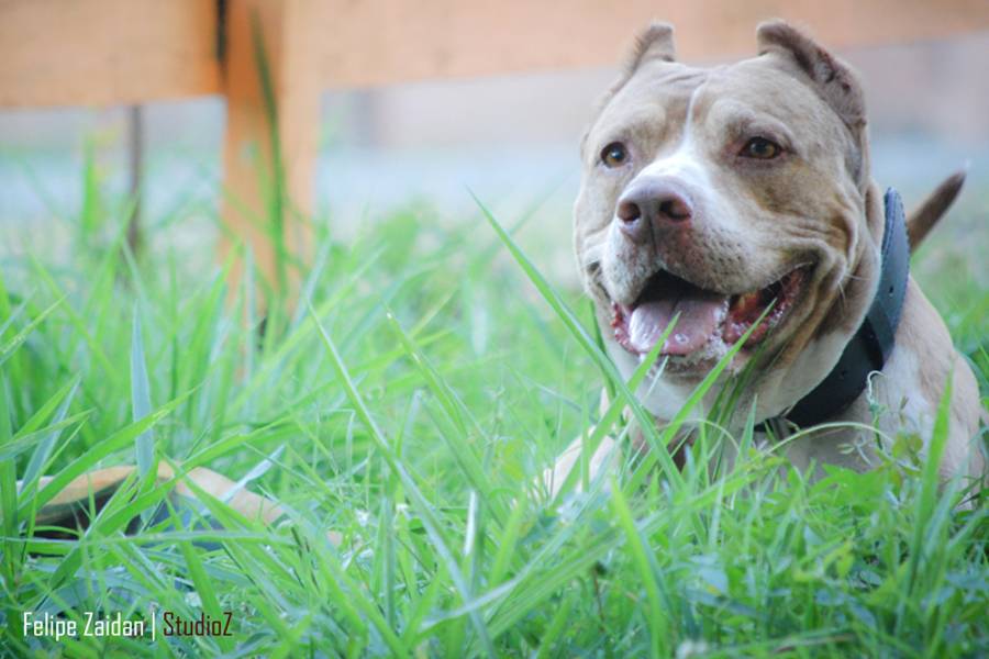 ANIMAIS de ÁTILA | ENSAIO 