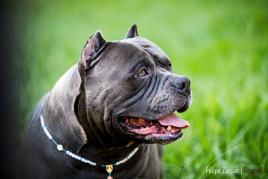 ANIMAIS de BLUE | ENSAIO | 2024