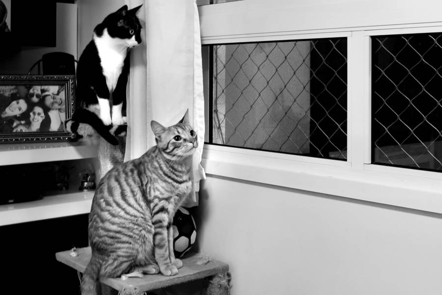 GESTANTE e FAMILIA de Bem vindo à casa - Noah