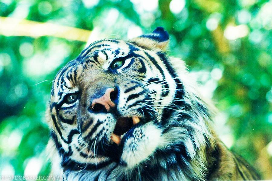 Autoral de Mundo Animal