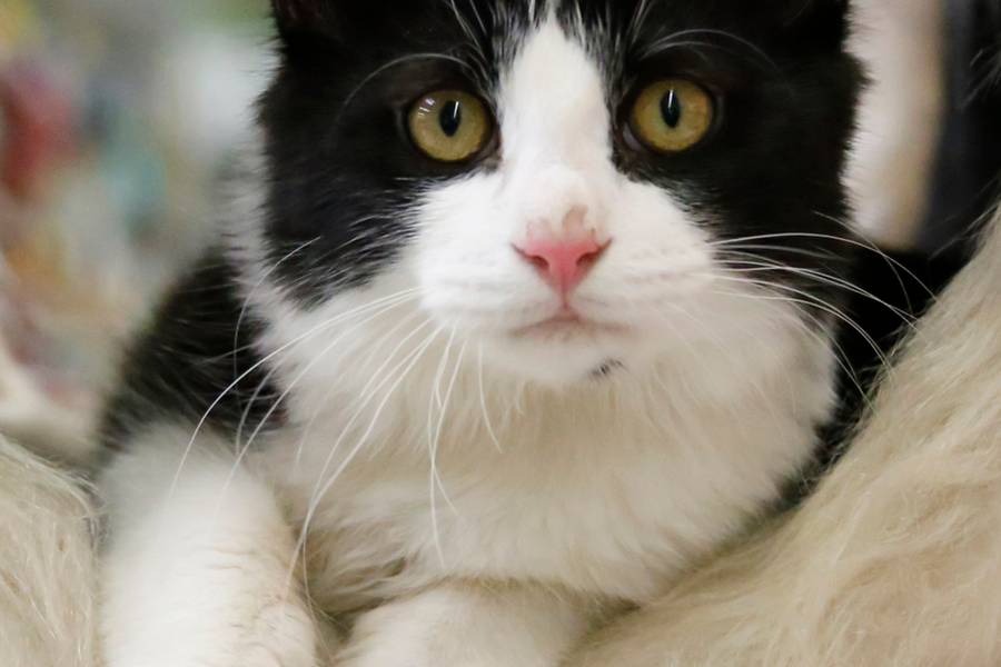 Pets de Pet Book Day