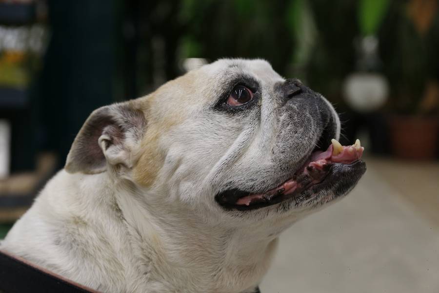 Pets de latidosemiaus