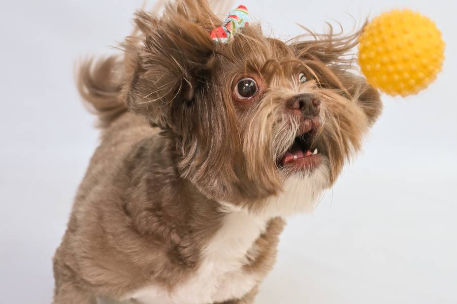 Ensaios de Ensaio cachorrinha Cindy