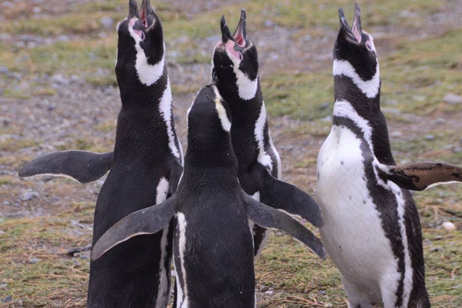 Viagens e Natureza de Chile 2014