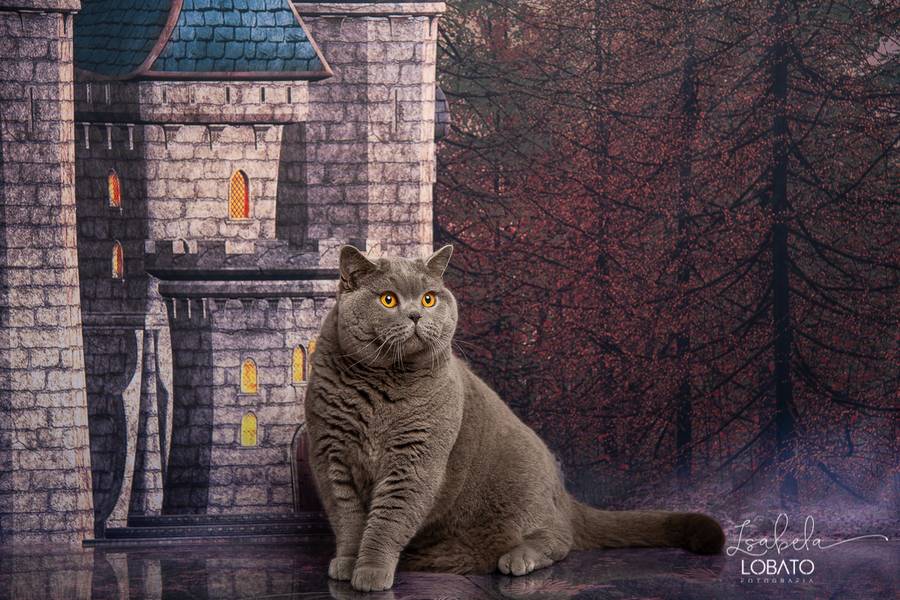 Mini Sessão de Halloween do Benjamin