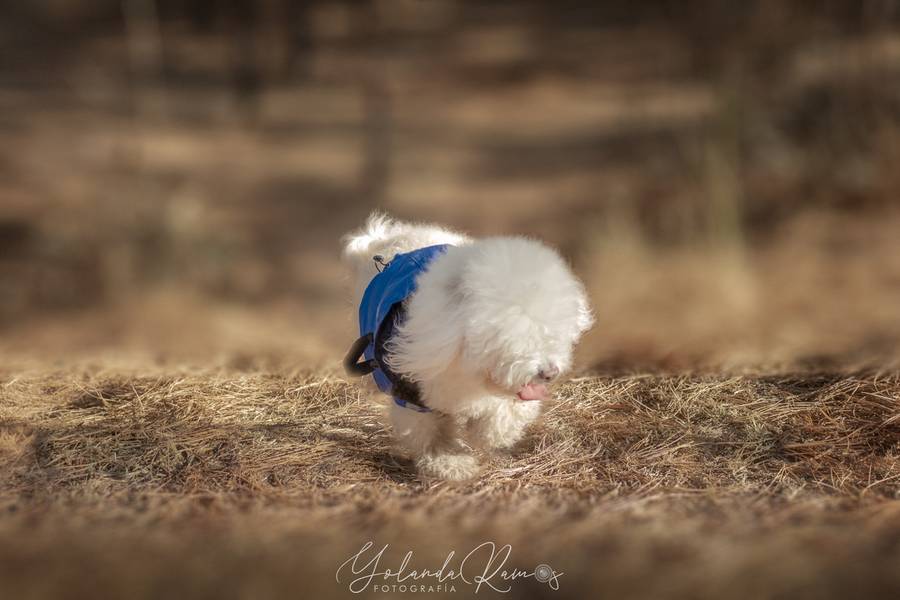 Mascotas  de Boby & Agnes 