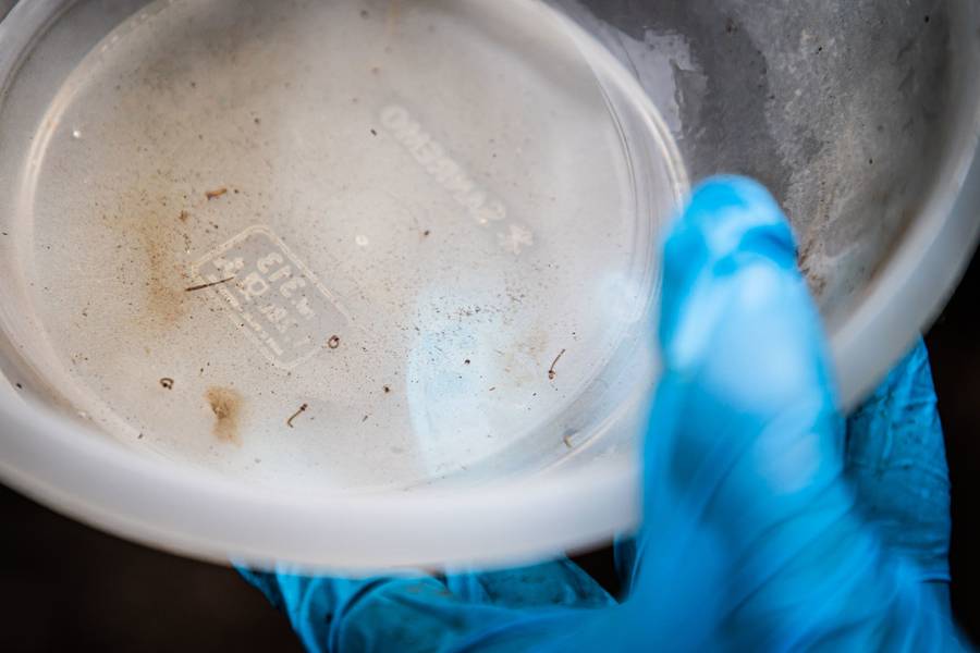Fotojornalismo de Combate à Dengue em Caxias do Sul