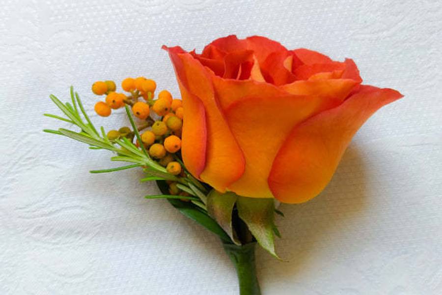 Lapela de Linda Lapela de rosa