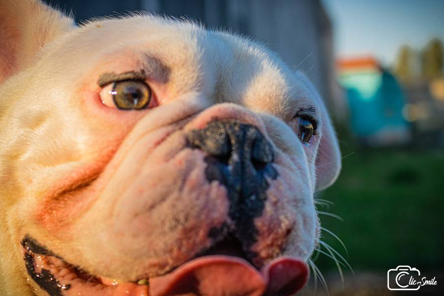 ENSAIO PET de PET - ABRAÃO - MACHO 