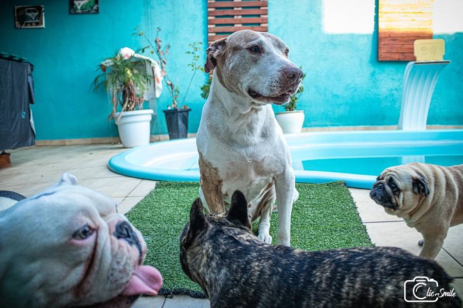 ENSAIO PET de PET - DANDARA - FÊMEA