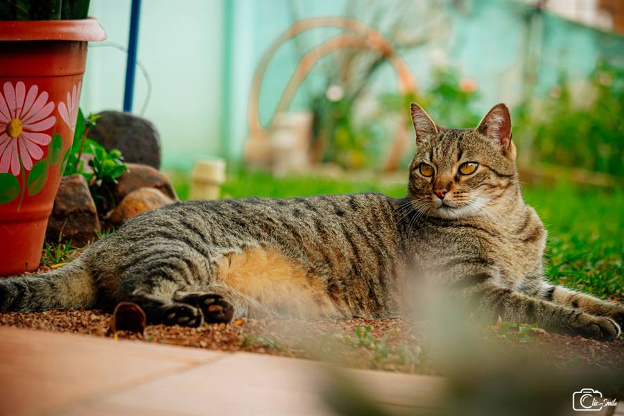 ENSAIOS DE FELINOS de FELINOS -  FRED E MIMA