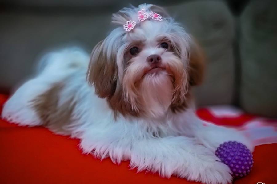 ENSAIO PET de PET - CACAU - RAÇA SHIH TZU