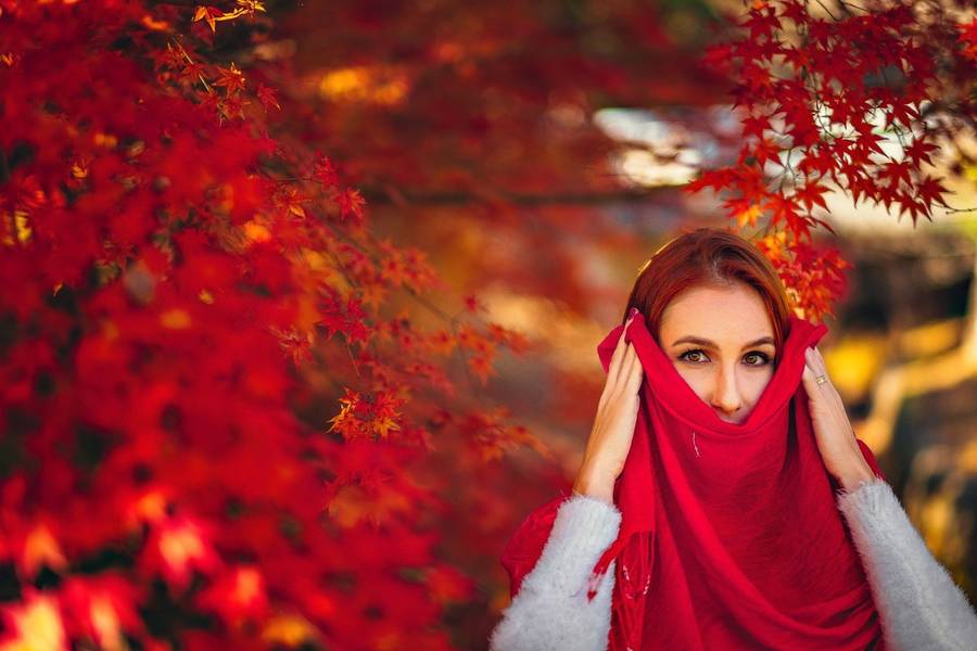 Familia de O Ensaio E As Folhas De Momiji 