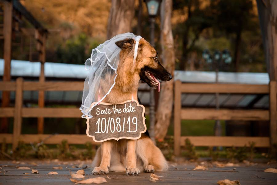 Pré Casamento de Grazi + Rafa