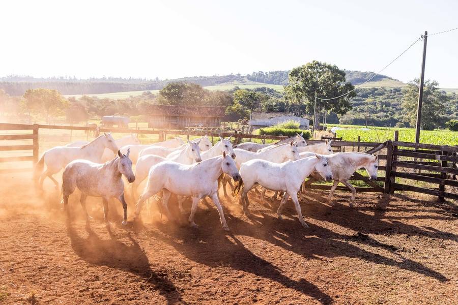 Institucional de Cavalos