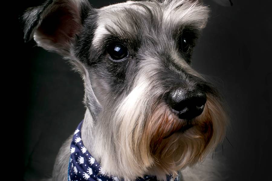 Família de Pet Ziggy