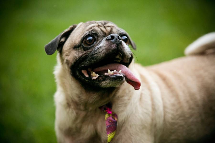 Família de Pet Fritz