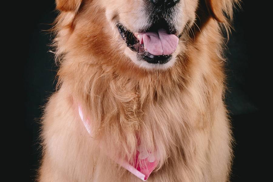 Família de Pet Amora