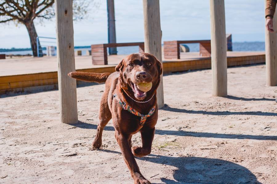 ENSAIO DIVERSOS de THOR - ENSAIO CÃO E FAMÍLA