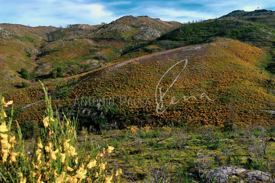 COVID19 THE FIGHT de Serra da Cabreira