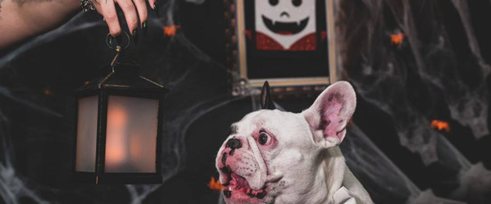 Ensaio HORRIPILANTE PET! 