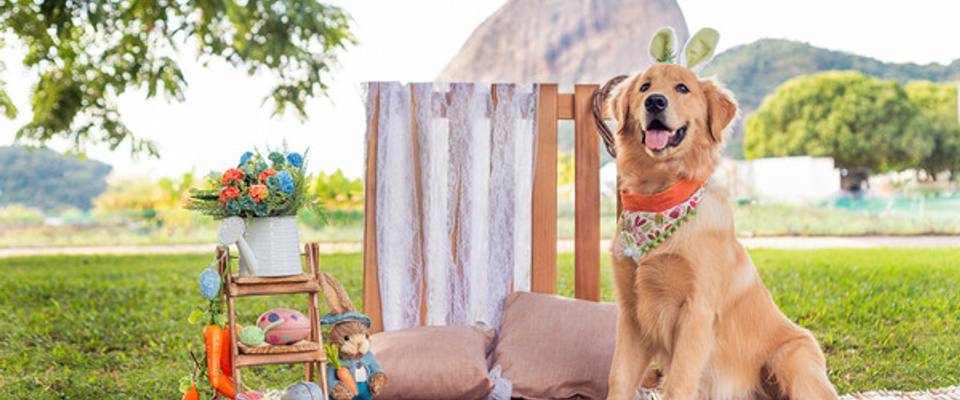 Ensaios pet de Páscoa para cães