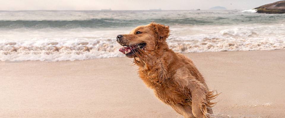 Por que cães agitados rendem mais fotos?