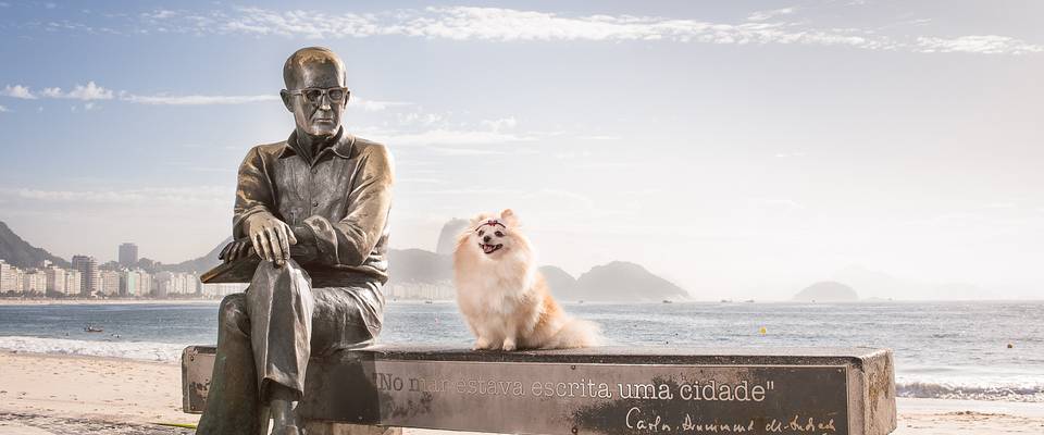 Locais para passeios e ensaios com pet no Rio de Janeiro
