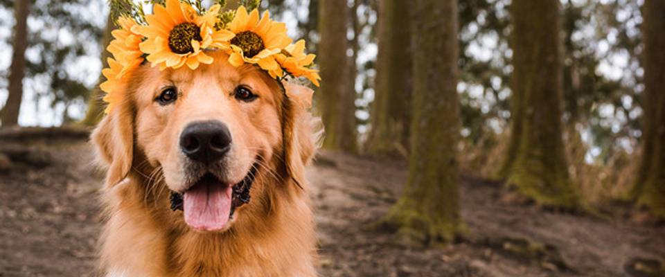Nossa primavera pet
