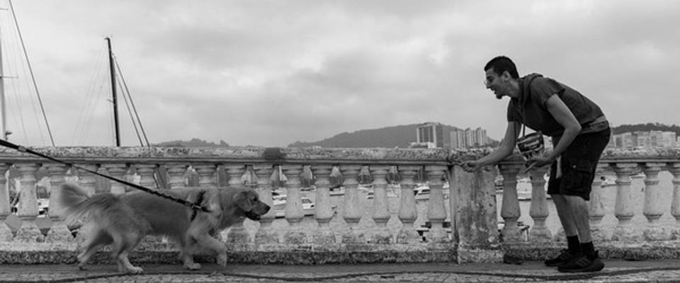A Importância de um Adestrador em Ensaios Fotográficos com Pets